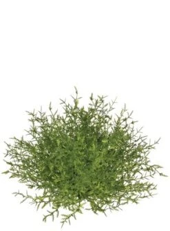 Sullivans Feather Fern Half Orb Decorative Filler -Sullivans Sales GUEST 19748906 8f6f 4ed8 b802 d156c85c0dab