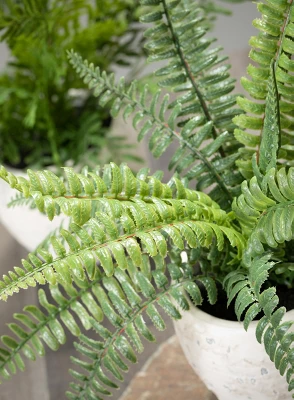Sullivans Artificial Set Of 2 Potted Ferns 13"H Green 1 Sullivans Artificial Set Of 2 Potted Ferns 13"H Green