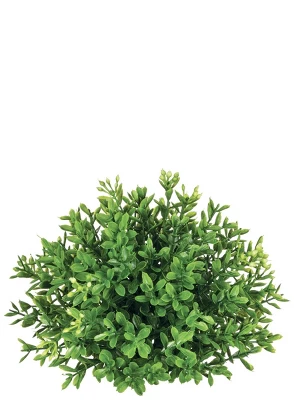 Sullivans New England Boxwood Half Orb Decorative Filler 2 Sullivans New England Boxwood Half Orb Decorative Filler - Image 2