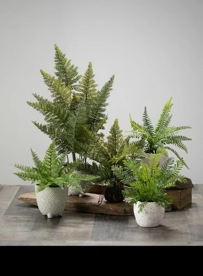 Sullivans Artificial Set Of 2 Potted Ferns 13"H Green 2 Sullivans Artificial Set Of 2 Potted Ferns 13"H Green - Image 2