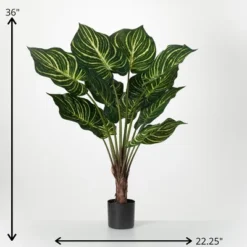 36"H Sullivans Veined Zebra Palm Plant, Green -Sullivans Sales GUEST e1199d83 acbc 48c3 b2f6 5a99b5222cda