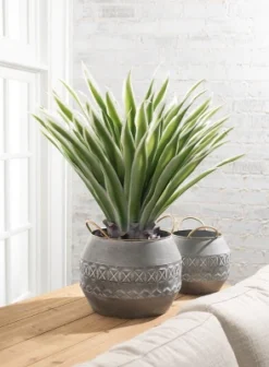 Sullivans Artificial Potted Varigated Agave 26"H Green -Sullivans Sales GUEST eef1b541 eb87 4304 991b 3cc22d68c8ee