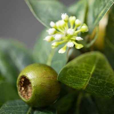 Sullivans Artificial Israeli Ruscus Half Orb 4"H Green 1 Sullivans Artificial Israeli Ruscus Half Orb 4"H Green